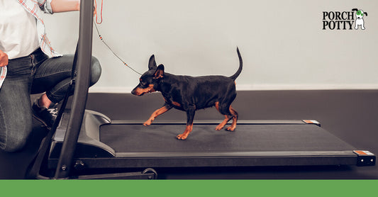 A Doberman puppy walks on a tread mill