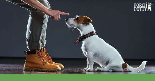 A Jack Russell Terrier sits on command