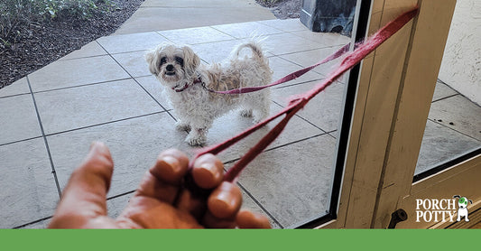 A small, fluffy dog standing outside a glass door on a leash, looking up while the owner holds the other end of the leash.