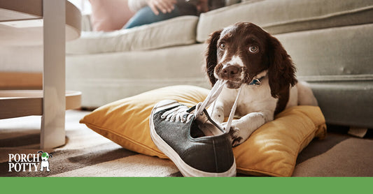 A mischievous puppy chews on the lace of a shoe while lying on a pillow, highlighting common puppy behaviour.