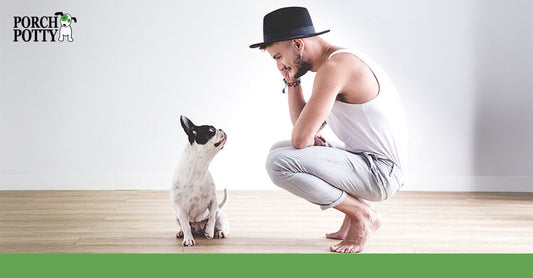 A man in a hat crouching down and making eye contact with a sitting French bulldog on a wooden floor.