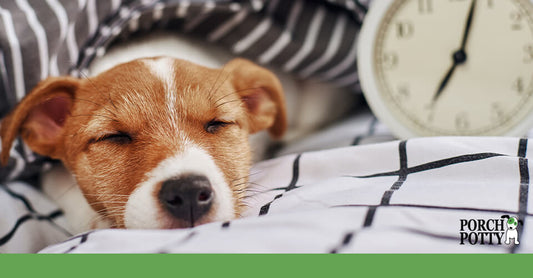 A puppy sleeps next to an old fashioned alarm clock