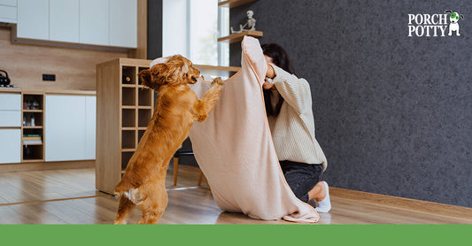 A small golden dog excitedly playing a game of hide-and-seek with its owner indoors.